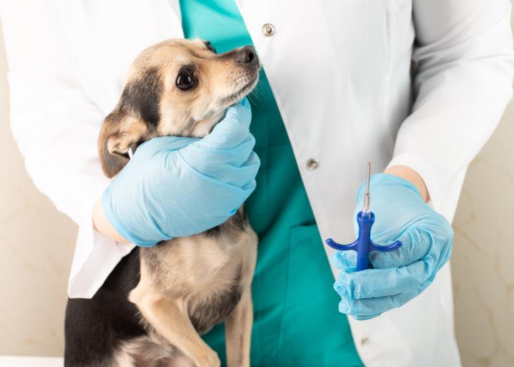 Alternatywy dla kastracji psów