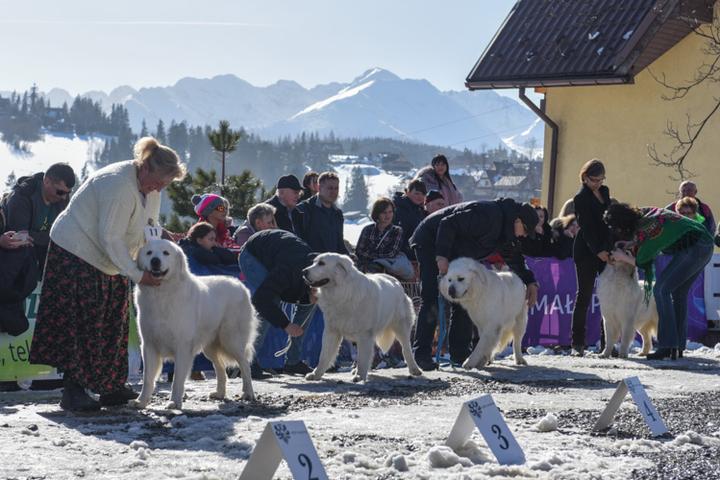 Atrakcje turystyczne z psem Zakopane