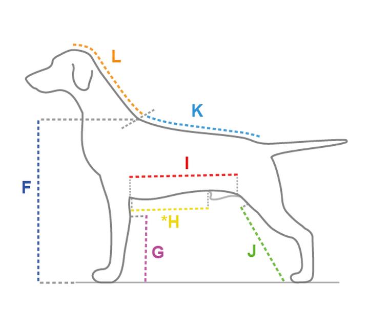 Błędy przy pomiarze psa i jak ich unikać