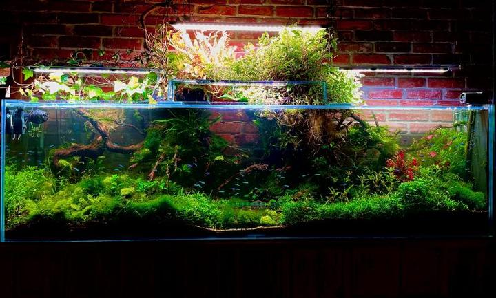 Chemiczne usuwanie azotanów w akwarium