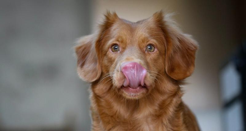 Emocje i zachowanie psów