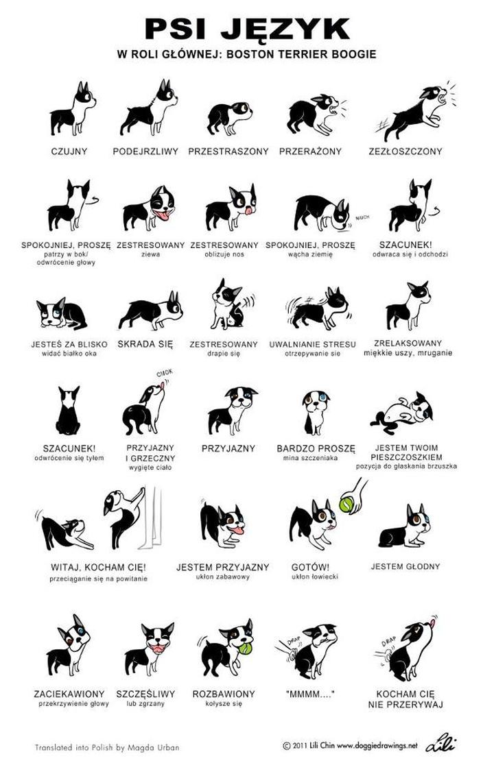 Empatia u psów i ludzkie emocje