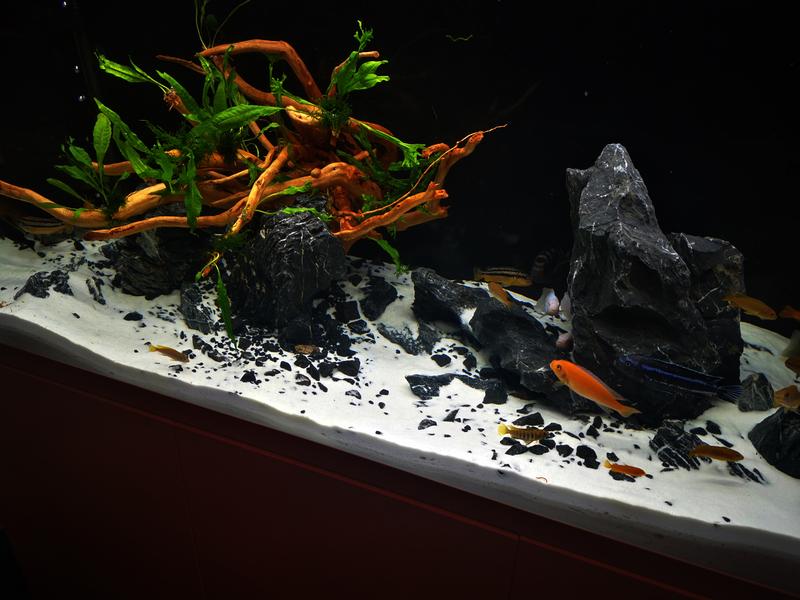 Estetyka i aranżacja zbiornika