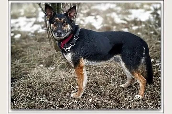 Fakty i mity o szczepieniach psów