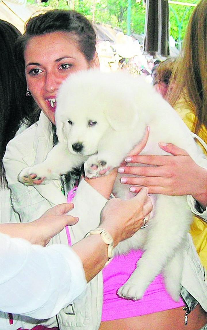 Hotele przyjazne psom Zakopane