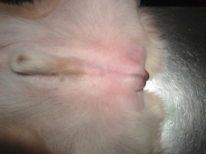 Kastracja a zdrowie psa