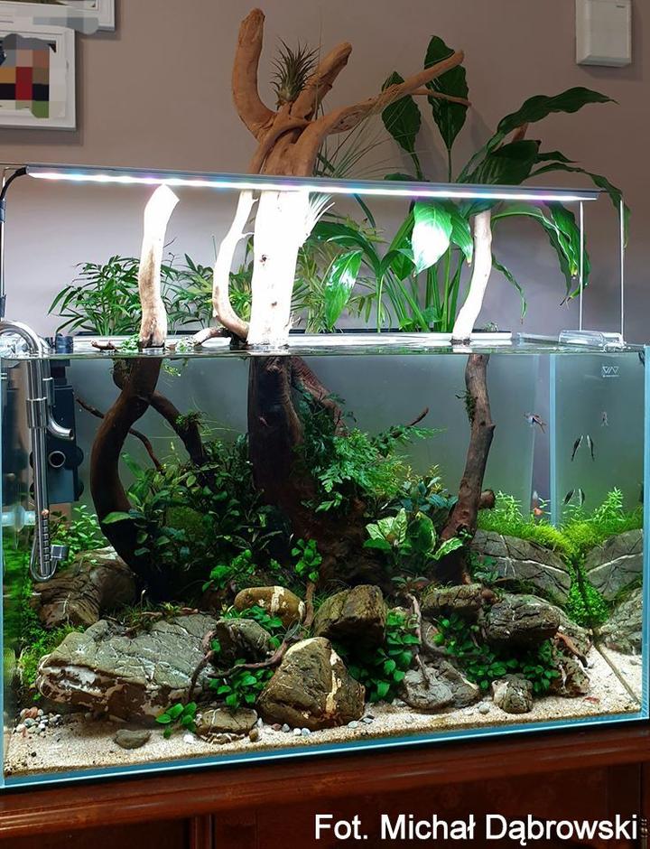 Korzenie w akwarium i ekosystem