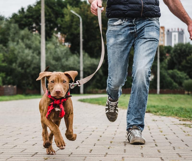 Korzyści zdrowotne spacerów z psem