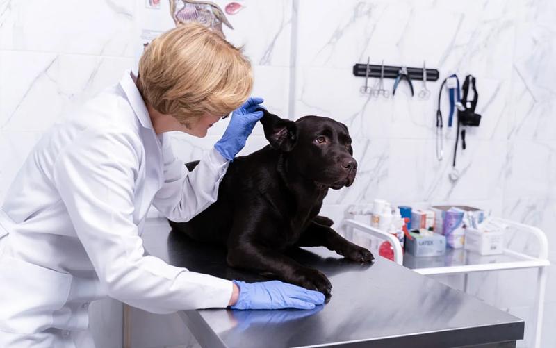 Koszty usunięcia szwów u kota