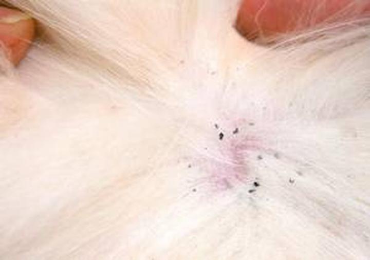 Naturalne sposoby na pchły