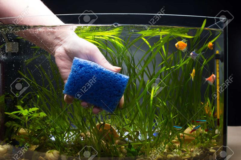 Naturalne środki czyszczące do akwarium