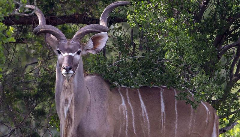Niezwykłe gatunki zwierząt