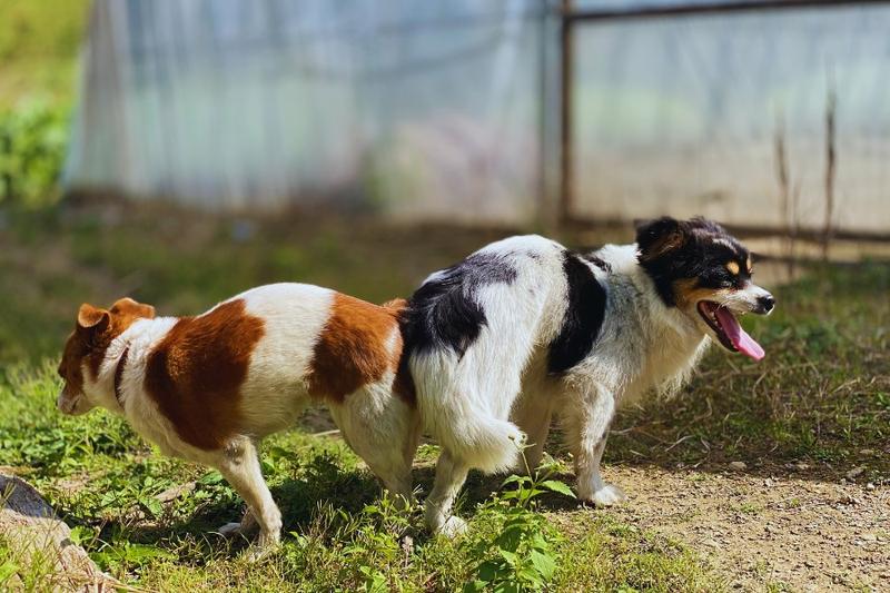 Objawy wścieklizny u psów