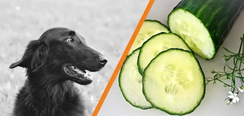 Ogórek dla psa