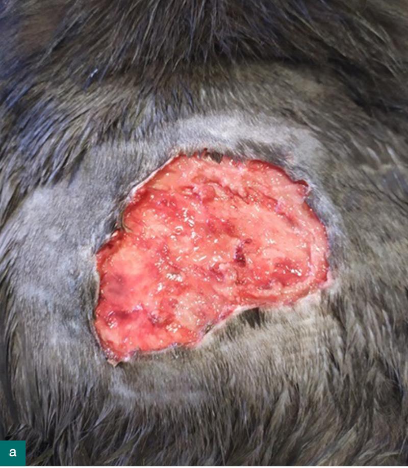 Opieka po zabiegu u kota