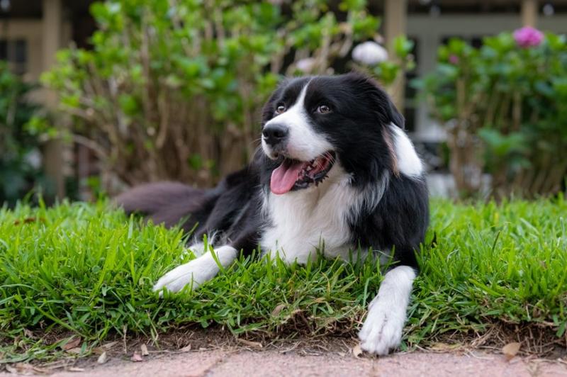 Porady dla właścicieli psów