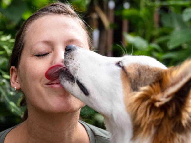Przyczyny lizania u psów