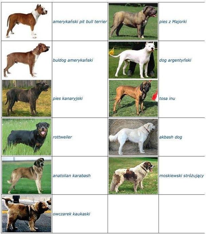 Psy a styl życia właściciela