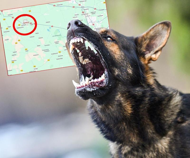 Psychologia psa i zachowanie na spacerach