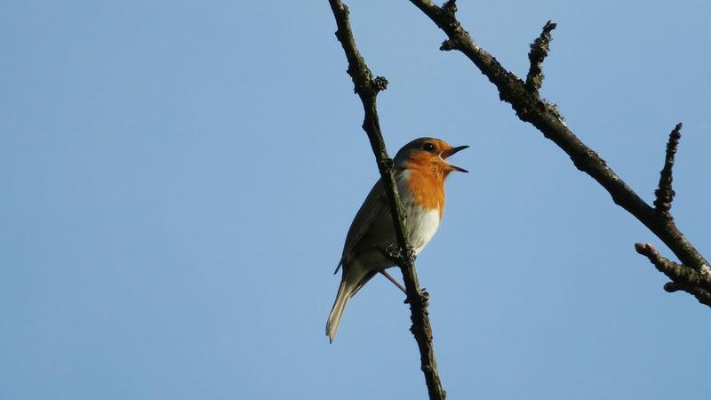 Ptaki a równowaga ekologiczna