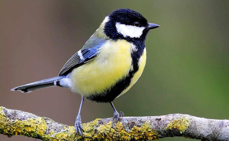 Ptaki jako wskaźniki zdrowia ekosystemów