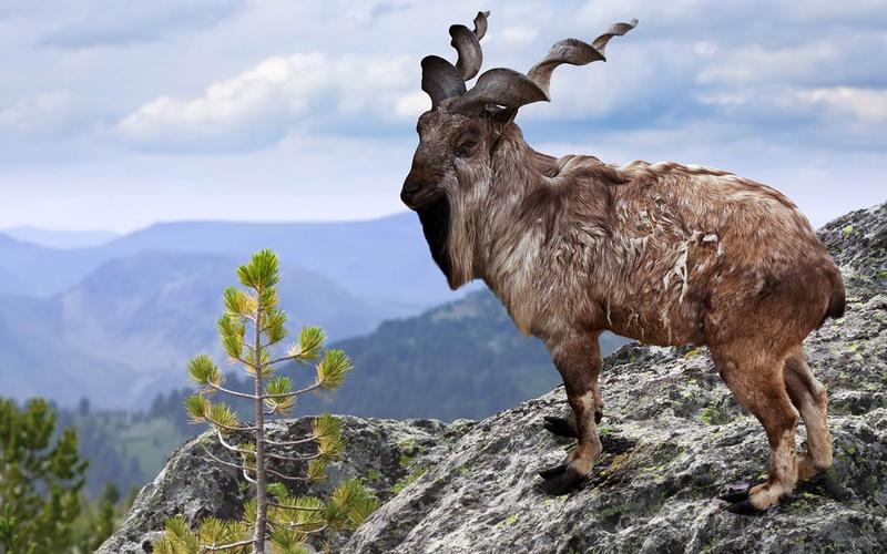 Rogi w naturze i kulturze