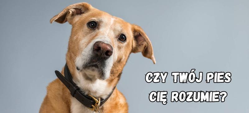 Rola tonu głosu w komunikacji z psem