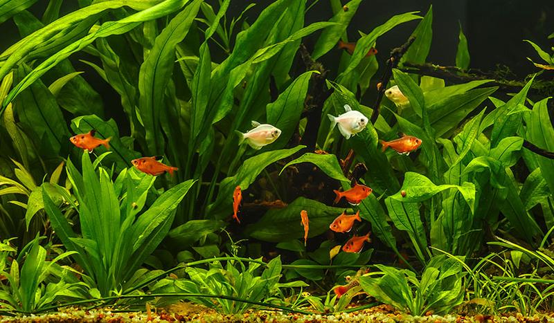 Skuteczne obniżenie NO3 w akwarium