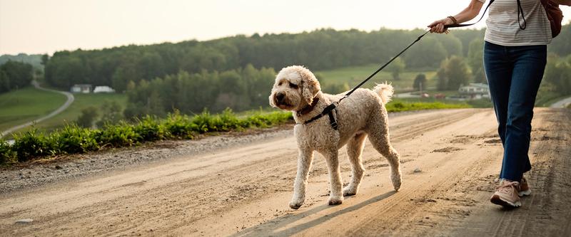 Spacery z psem a rasa i wiek