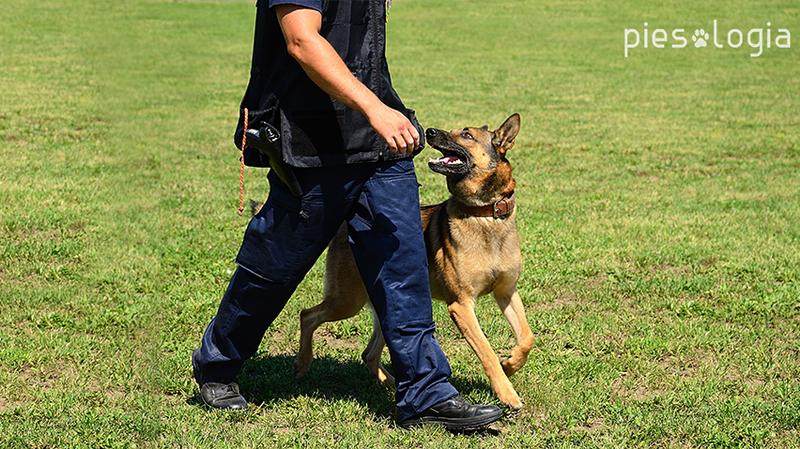 Specjalizacje w treningu psów a dochody