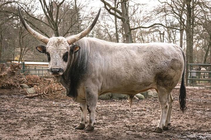 Symbolika rogów w mitologii