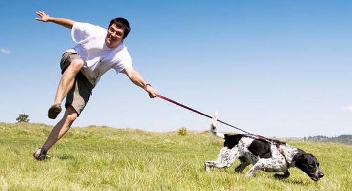 Wpływ pogody na spacery z psem