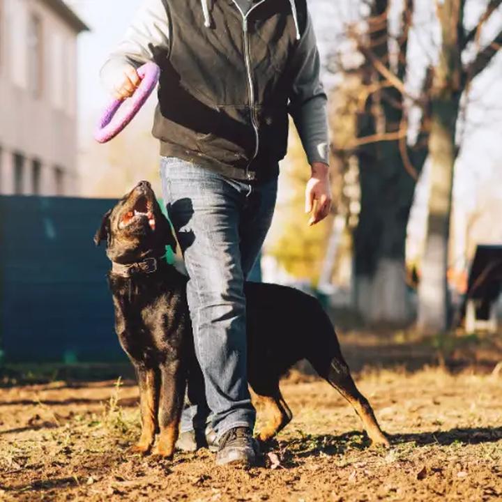 Wynagrodzenia w branży kynologicznej