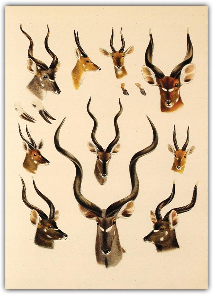 Zachowania godowe i walki