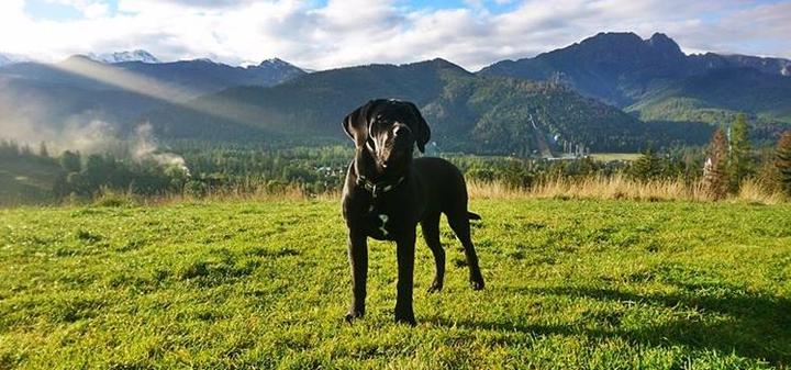 Zasady i przepisy z psem Zakopane