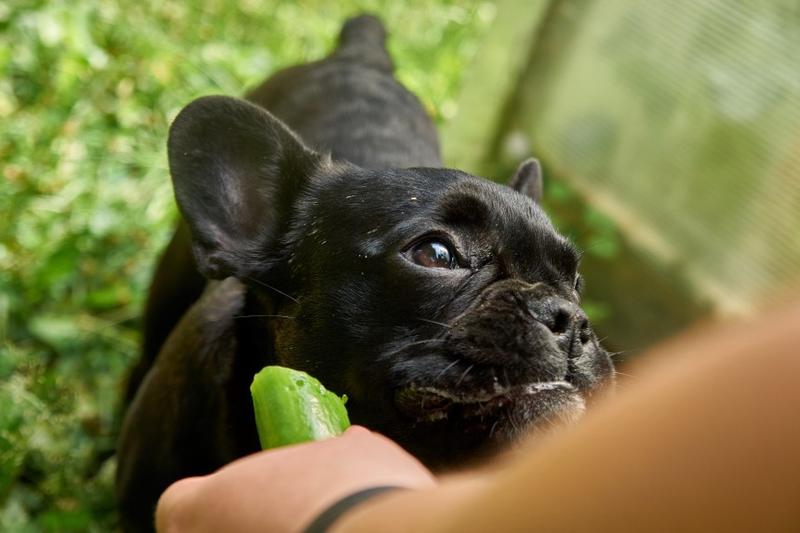 Zdrowe przekąski dla psa
