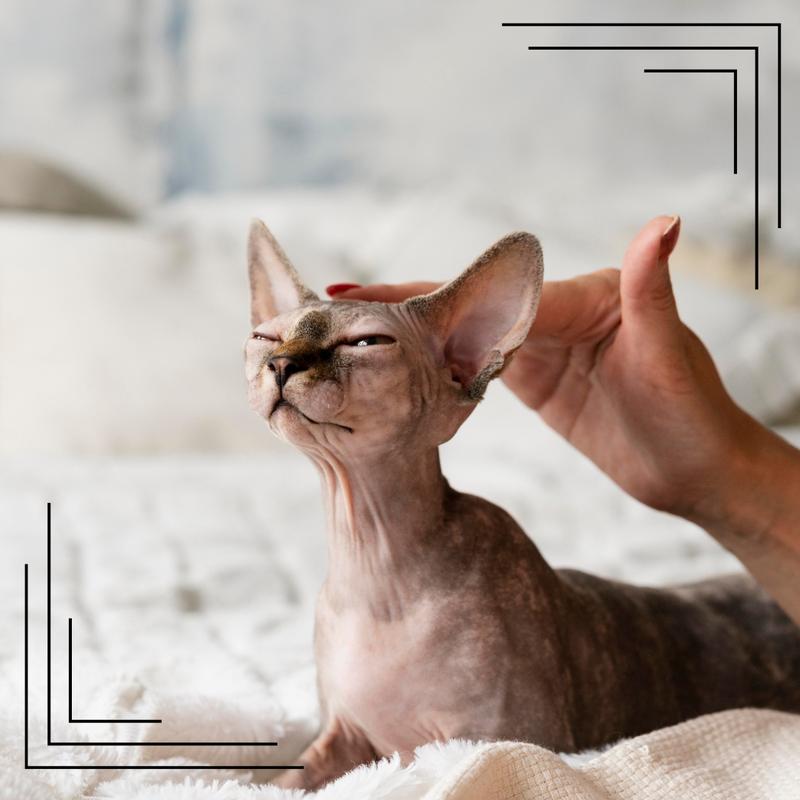 Zmiany w otoczeniu a zachowanie kota