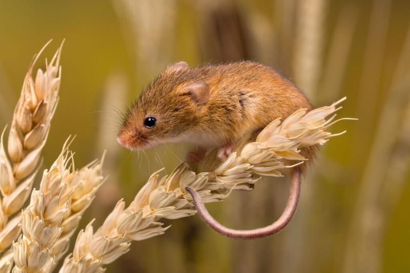 Zwalczanie myszy polnych w domu