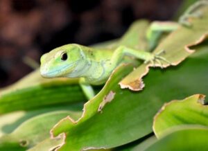 Ciekawe smakołyki: co je mała jaszczurka w swoim naturalnym środowisku?