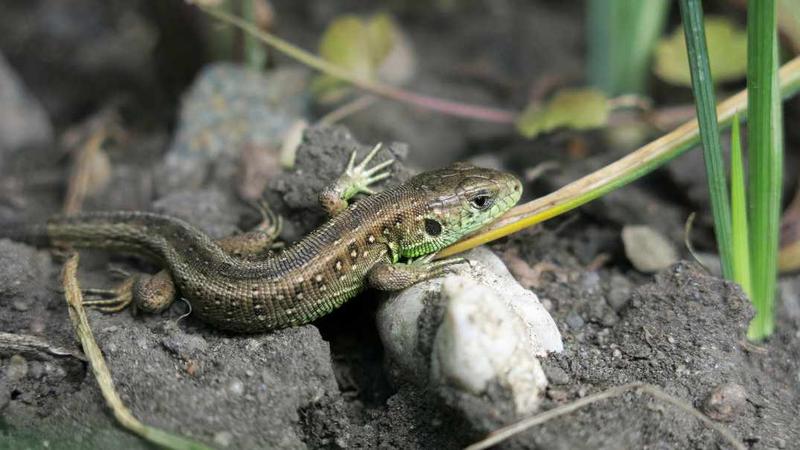 Co małe jaszczurki zwinki jedzą? Odkryj ich ulubione przysmaki!