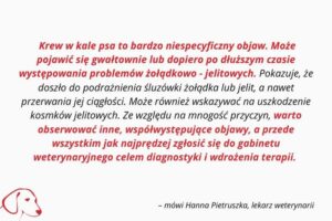 Co oznacza obecność krwi w kale psa?