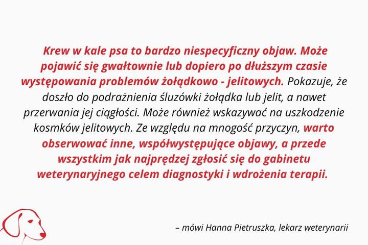 Co oznacza obecność krwi w kale psa?