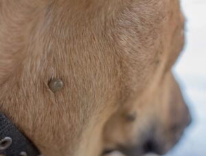 Czy zapalenie mózgu u psa można skutecznie wyleczyć?