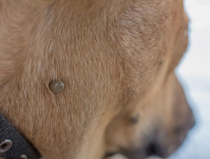 Czy zapalenie mózgu u psa można skutecznie wyleczyć?