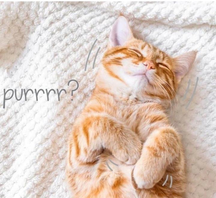 Dlaczego kot mruczy jak śpiący anioł?