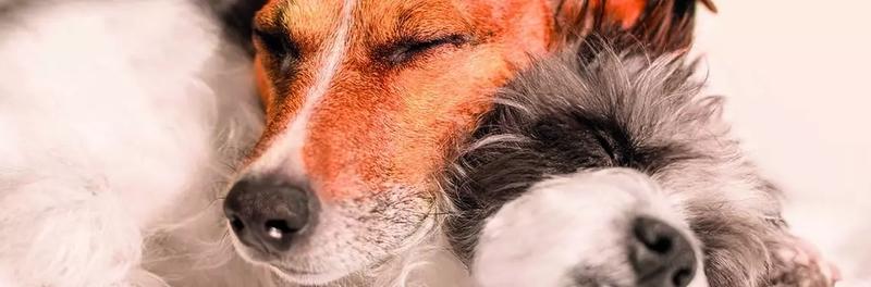 Dlaczego wykastrowany pies wykazuje zachowania kopulacyjne?