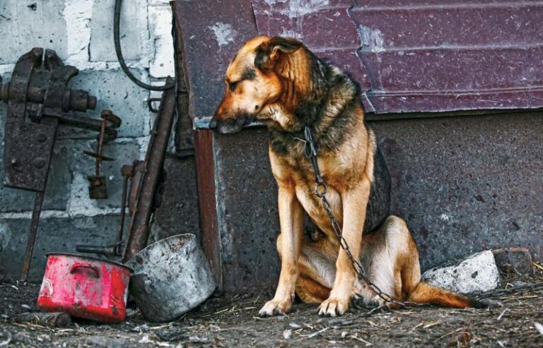 Gdzie zgłosić przypadki maltretowania zwierząt i jak skutecznie pomóc?