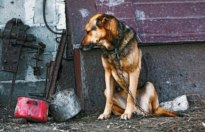 Gdzie zgłosić przypadki maltretowania zwierząt i jak skutecznie pomóc?