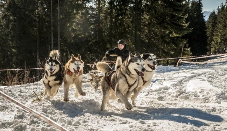 Gdzie zostawić psa w Zakopanem? Sprawdź najlepsze opcje dla pupila!