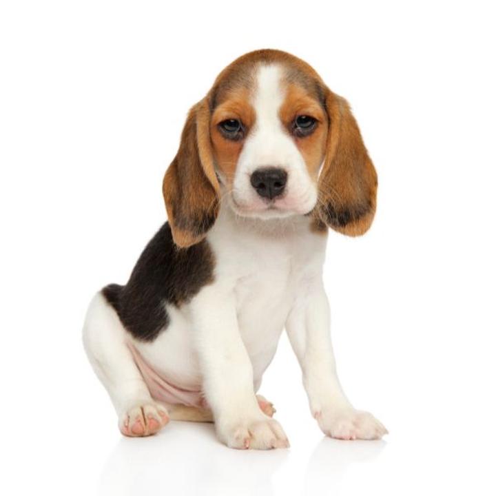 Ile naprawdę łap ma twój pies? Odkryj ciekawostki!